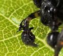 Textrix_denticulata_D8206_Z_88_Bij afgraving_Nederland